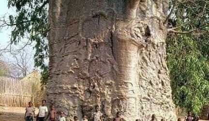 THE OLDEST LIVING TREE IN AFRICA WHICH HAD A BAR INSIDE ITS TRUNK