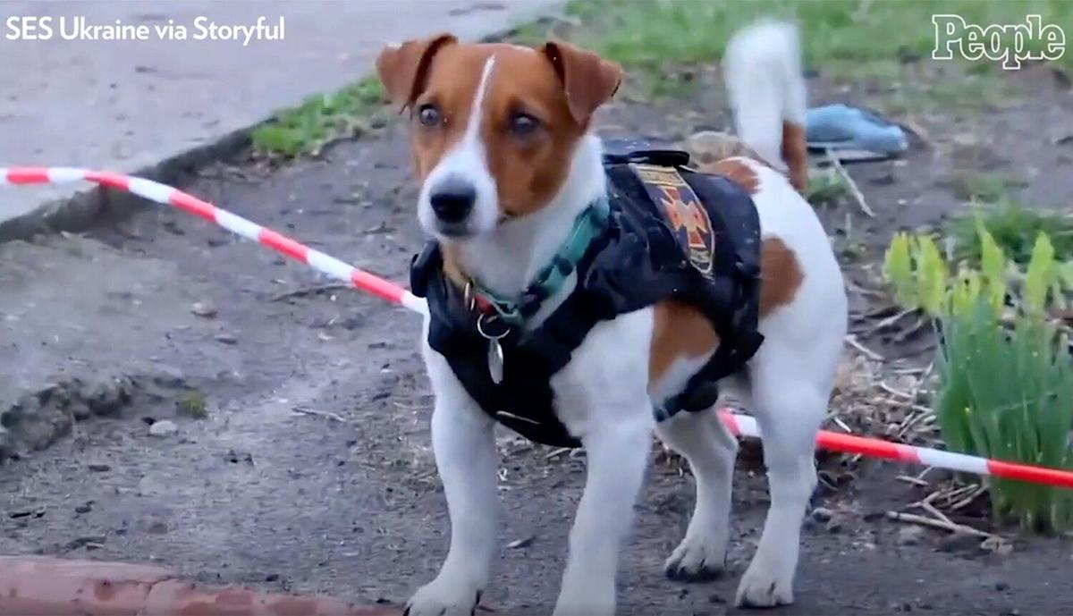 DOG NAMED PATRON WHO TRACKS DOWN BOMBS HAS TURNED INTO AN UKRAINIAN LEGEND.(PICTURES)