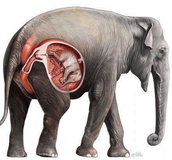ANIMALS THAT HAVE THE LONGEST PREGNANCY PERIODS IN THE WORLD