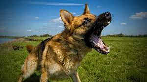 GERMAN SHEPHERDS MAUL 36-YEAR-OLD MAN TO DEATH IN LAGOS