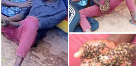 DRAMA AS TWO SUSPECTED THIEVES SURRENDER STOLEN COW TO POLICE AFTER BEING ATTACKED BY SWARM OF BEES ALLEGEDLY SENT BY WITCHDOCTOR
