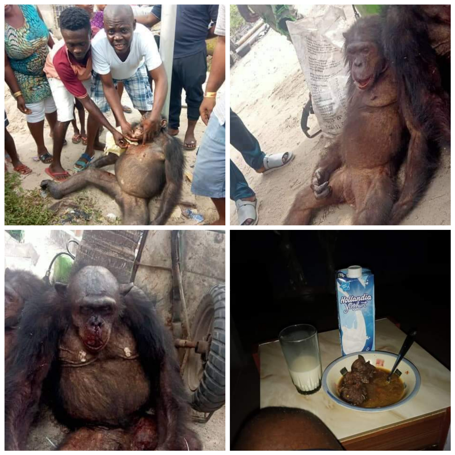“Eating endangered species into extinction” – Reactions as hunters, locals kill chimpanzee and use meat to make pepper soup in Bayelsa community