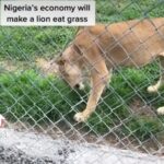 LION SPOTTED EATING GRASS IN A NIGERIAN ZOO