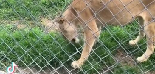 LION SPOTTED EATING GRASS IN A NIGERIAN ZOO