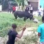 MAN RAMMED TO DEATH BY FIERY COW IN LAGOS