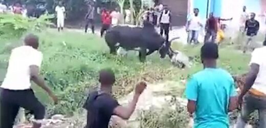 MAN RAMMED TO DEATH BY FIERY COW IN LAGOS