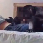 Monkey sneaks into room and performs s*x act on drunk man while he was passed out in bed