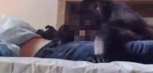 Monkey sneaks into room and performs s*x act on drunk man while he was passed out in bed