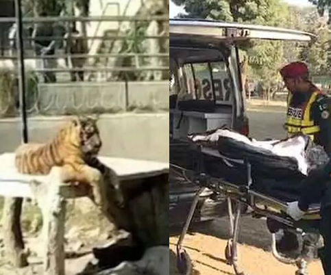 Zoo visitor’s half-eaten body found in tiger cage with shoe seen in the animal’s mouth