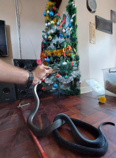 Huge 6ft black mamba snake slithers out from family’s Christmas tree in festive horror