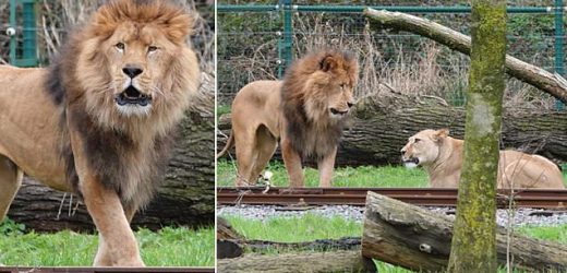 Zoo staff shocked after lion rips out neck of lioness he was meant to mate with