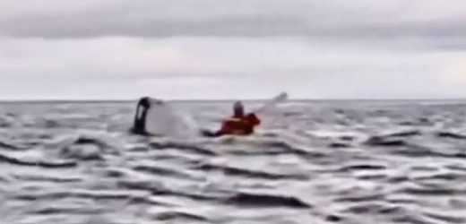 Father records moment whale swallowed his son then spat him back out (video)