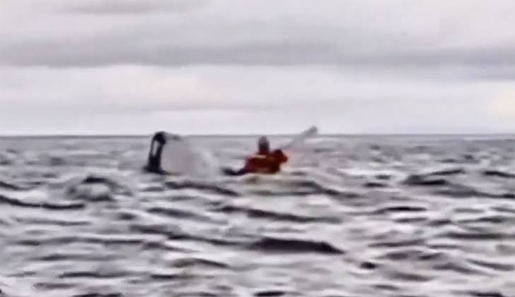 Father records moment whale swallowed his son then spat him back out (video)